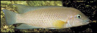 Neolamprologus modestus